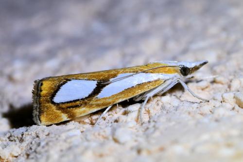 Réf. 333 660 : Catoptria pinella